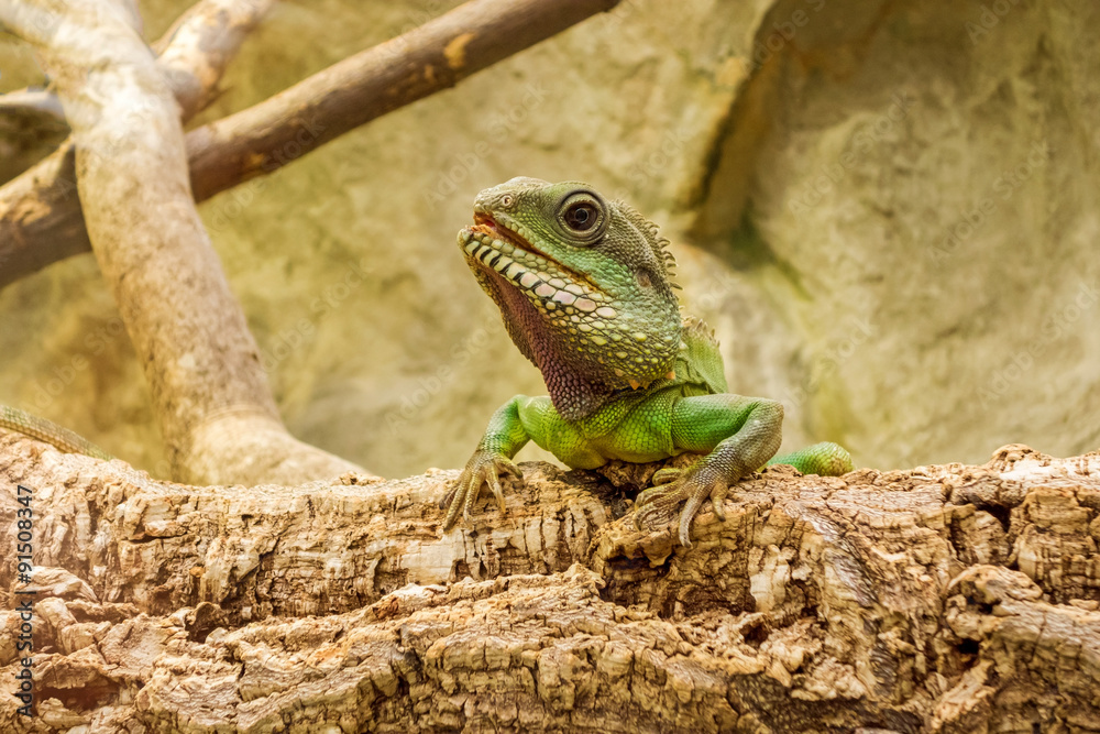 Naklejka premium Leguan
