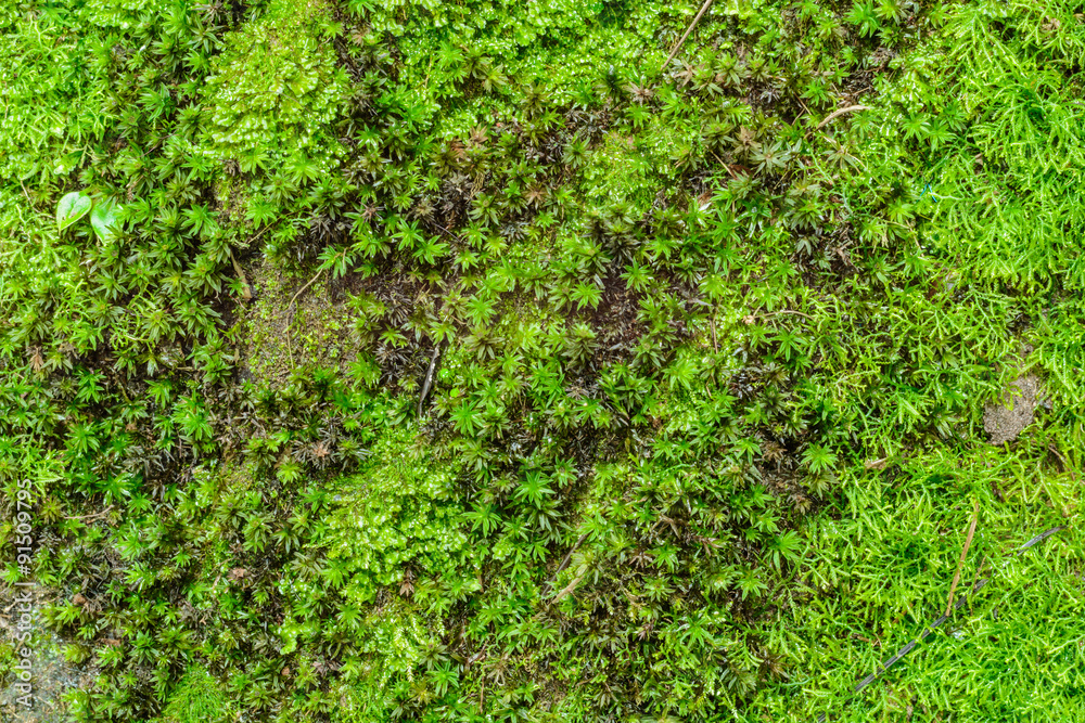Close up green moss