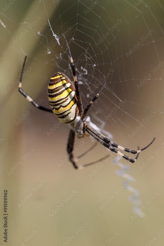 The spider weaves a web of outdoors. The spider weaves a web of outdoors.