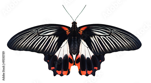 Papilio Rumanzovia butterfly on white background