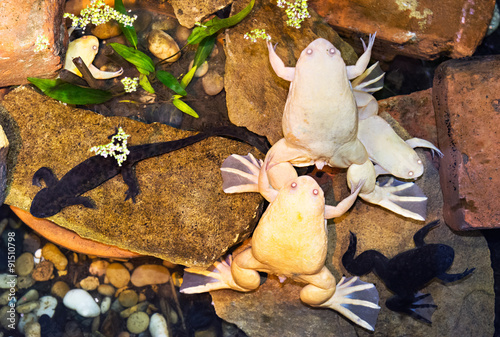 Albino clawed frogs in the water