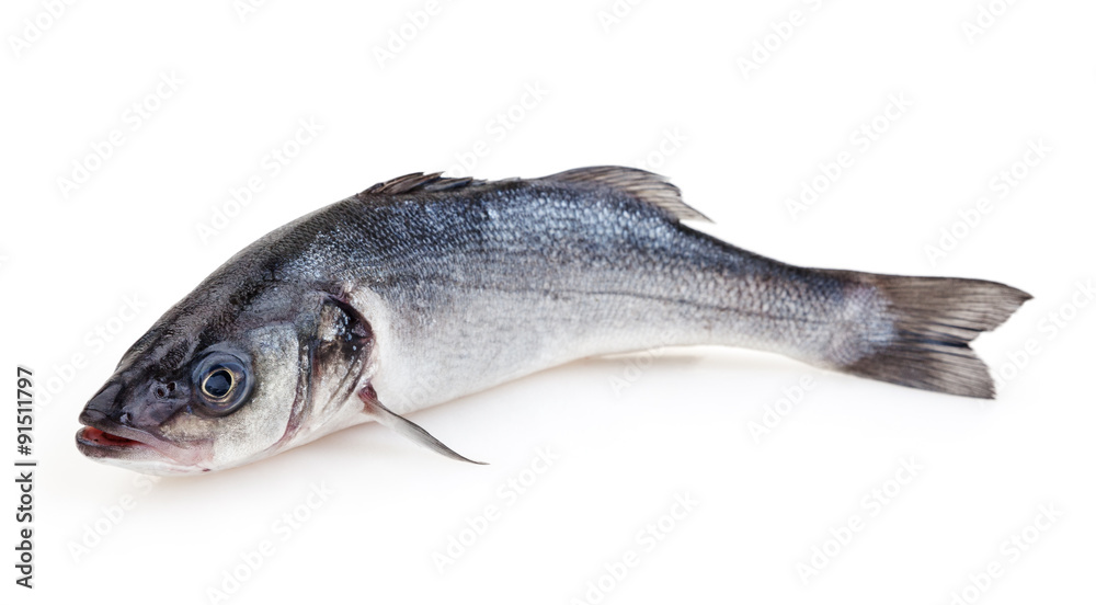 Seabass isolated on white background with clipping path