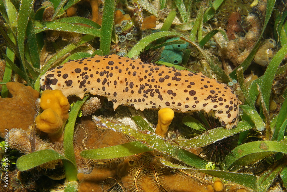 Sea cucumber underwater Isostichopus badionotus Sea cucumber underwater Isostichopus badionotus