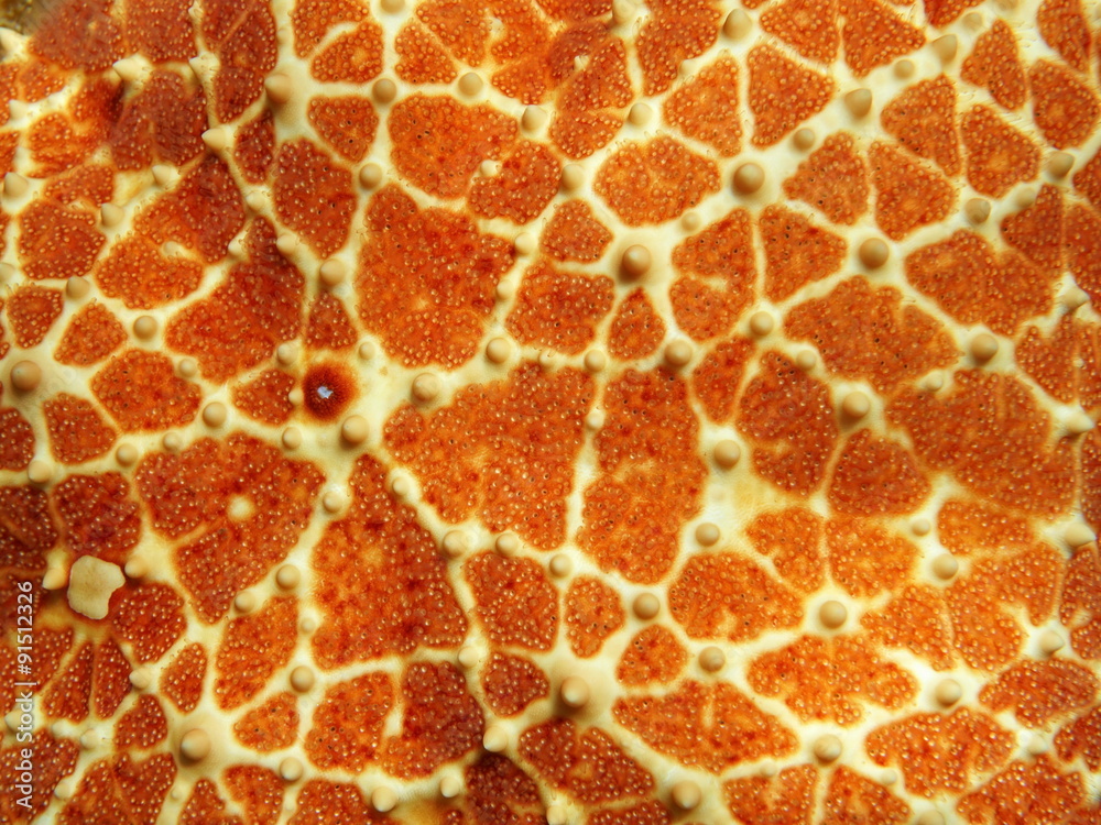 Starfish skin close up of Cushion sea star Starfish skin close up of Cushion sea star
