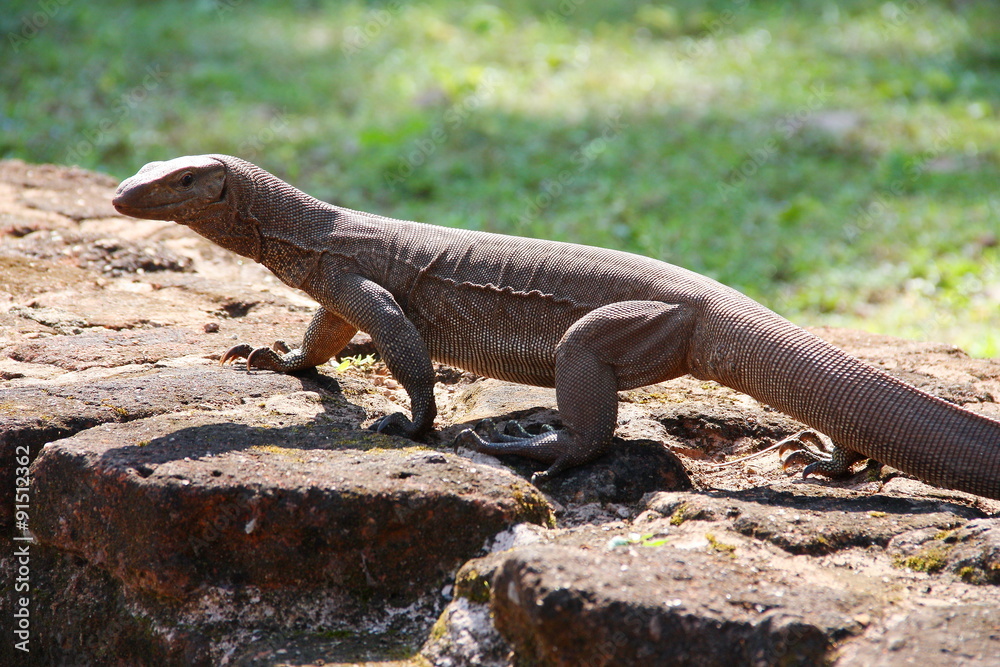 Iguana spotted in ancient site Sri Lanka Iguana spotted in ancient site Sri Lanka