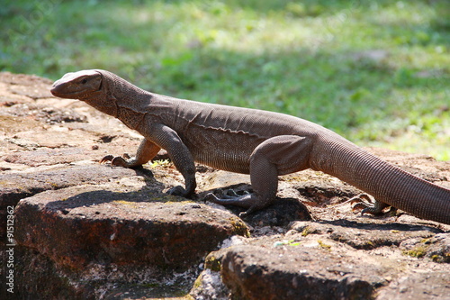Iguana spotted in ancient site Sri Lanka