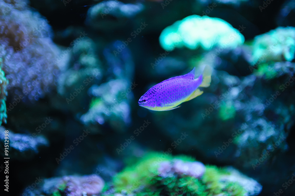 Fototapeta premium sea fish