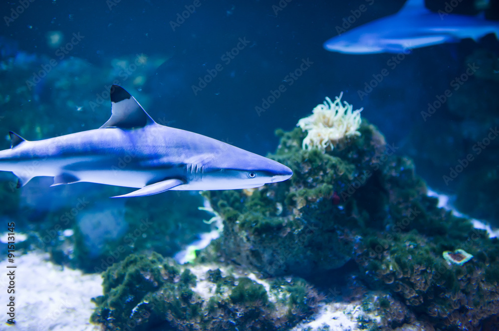Obraz premium sea fish
