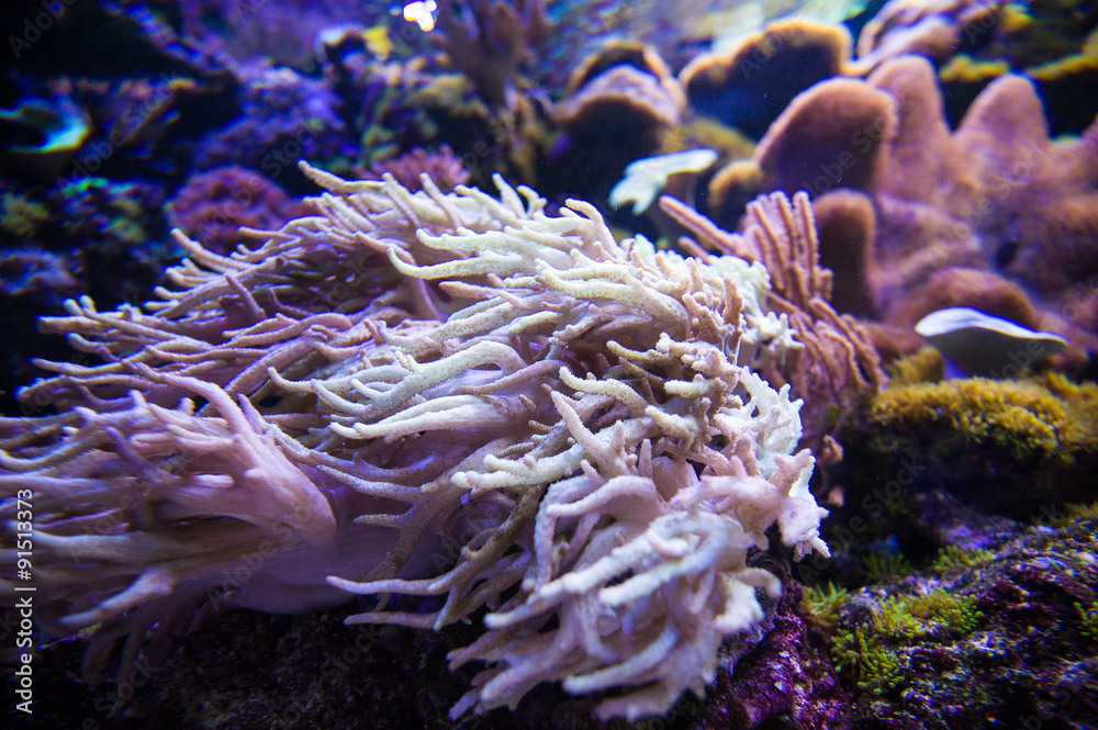 Obraz premium sea fish