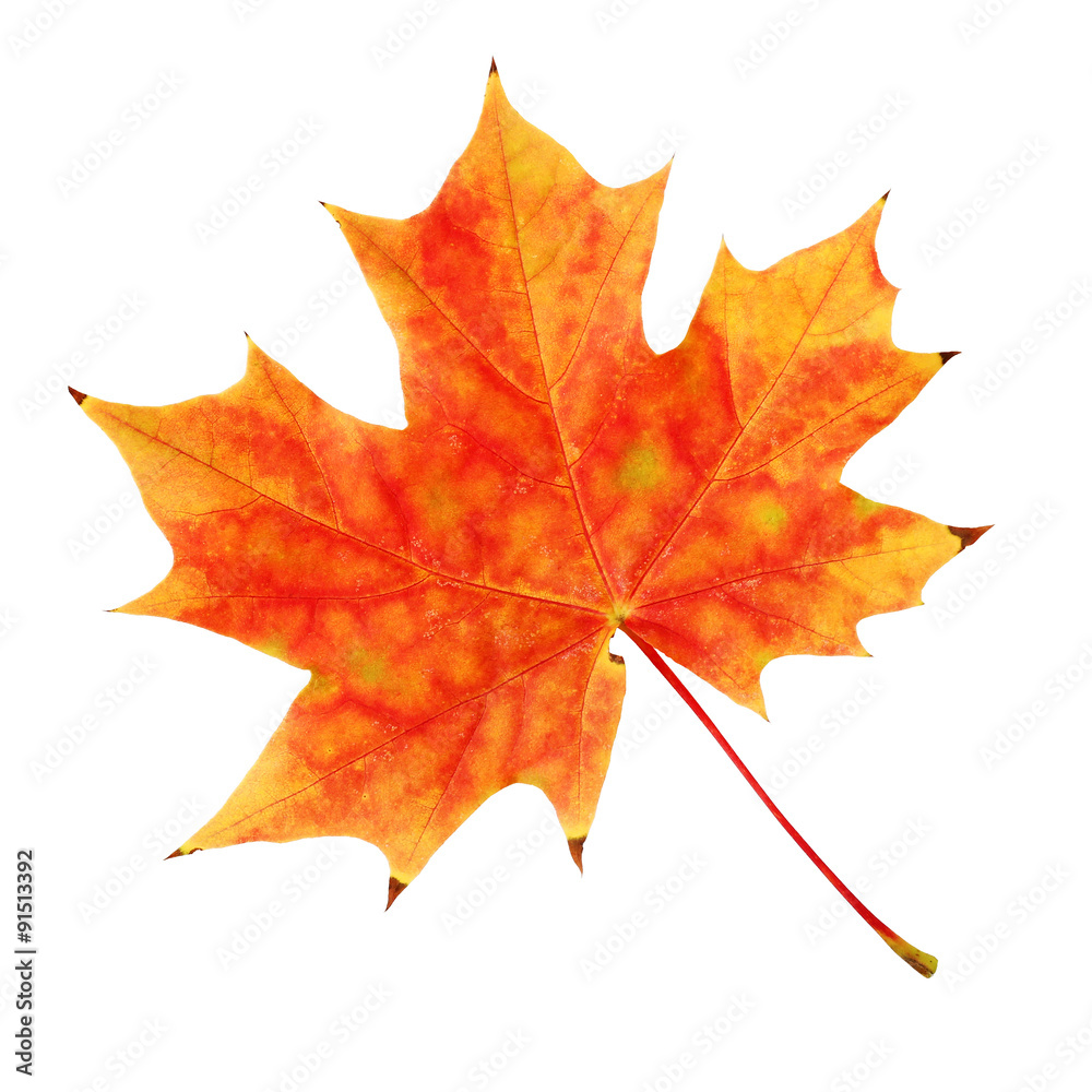 The yellow-red maple leaf The yellow-red maple leaf