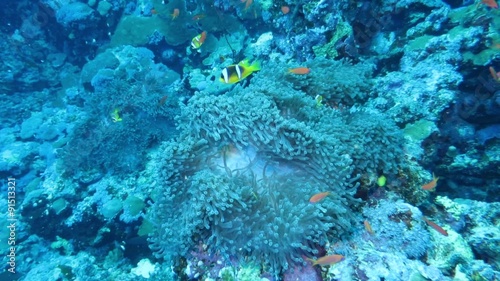  Rotmeer-Anemonenfisch (Amphiprion bicinctus) photo