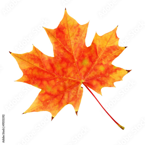 Wallpaper Mural The yellow-red maple leaf Torontodigital.ca