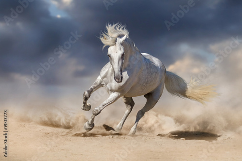 Beautiful white horse run in desert against dramatic sky #91513773