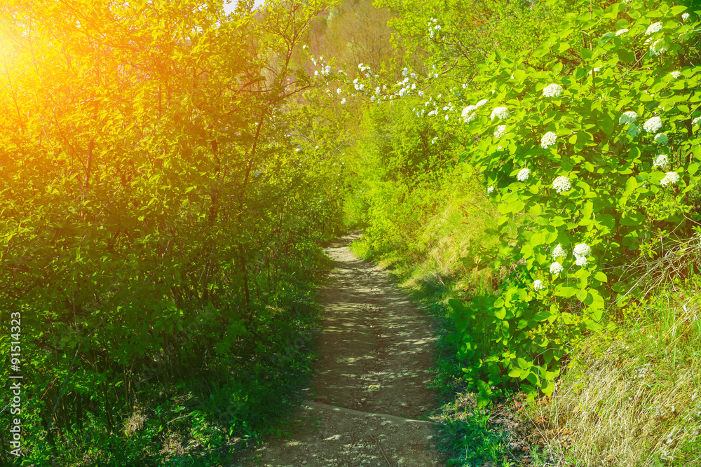 Obraz premium Pathway in Bakota Park