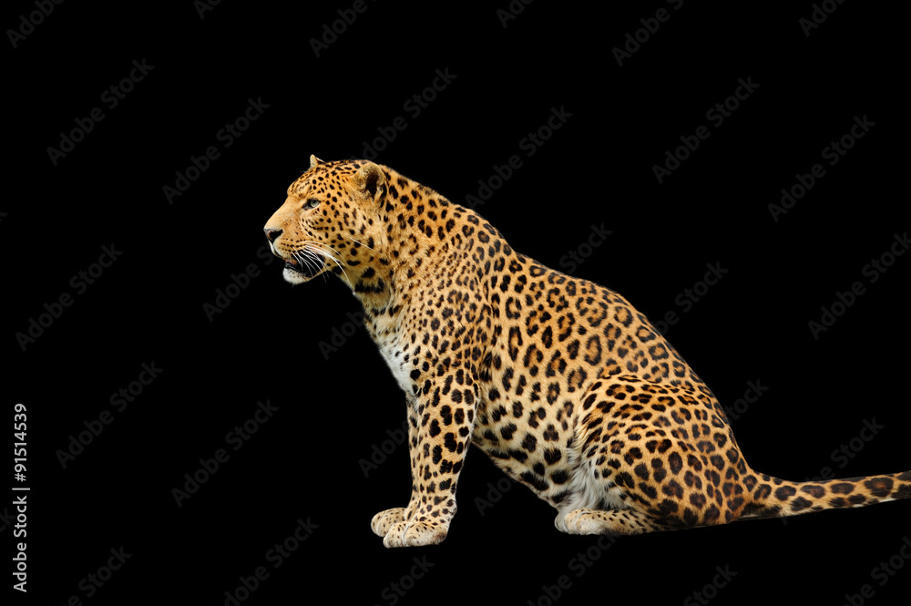 leopard leopard