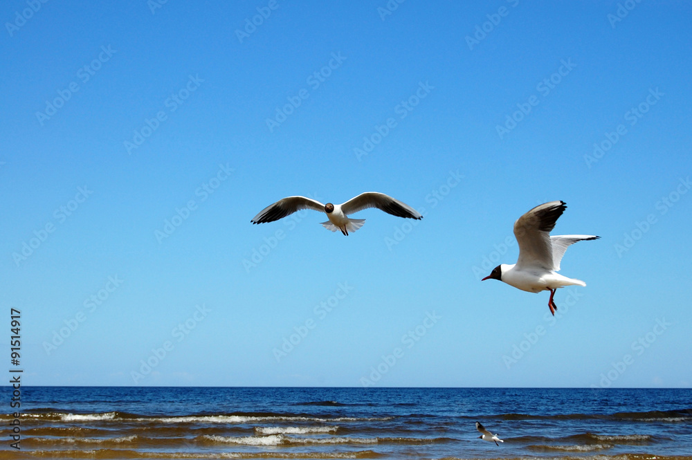 Naklejka premium Seagulls in Jurmala