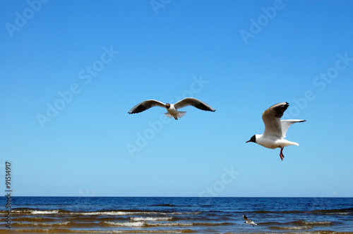 Seagulls in Jurmala