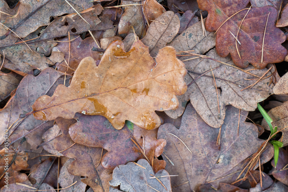 Autumn oak leaves.