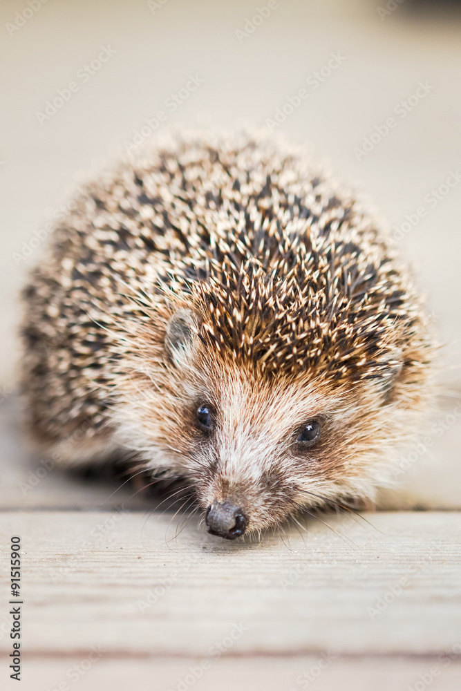 Fototapeta premium Small Funny Hedgehog On Wooden Floor
