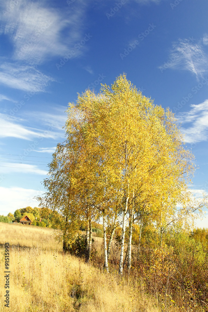Fototapeta premium Autumn landscape