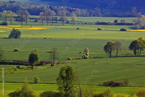 Summer landscape with yellow rape field