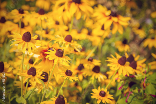 yellow flowers © pil76