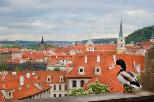 Prague. Medieval architecture with a duck sitting in the foreground. Awesome picture photo