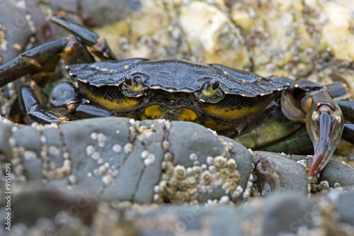 Green Shore Crab (carcinus maenus)/European Green Crab on barnacle encrusted rock