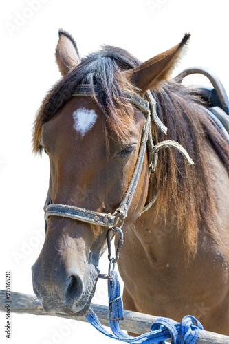 horse portrait © AVD