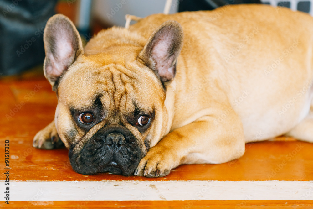 The French Bulldog is a small breed of domestic dog