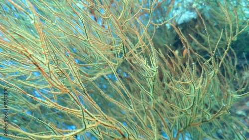 Dörnchenkoralle, Antipathes sp. photo