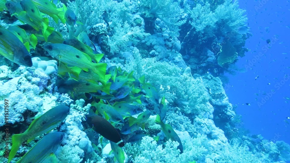 Lutjanus fulviflamma - Dory Schnapper 