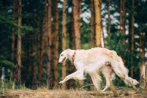 Valokuva White Russian Borzoi, sighthound, gazehound hunting dog, runnin