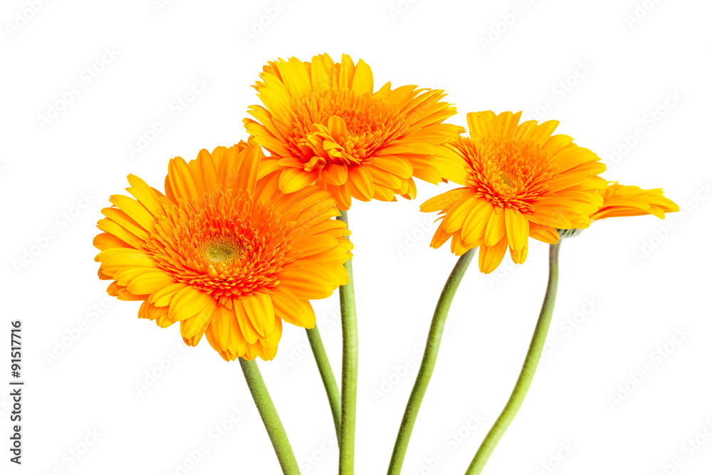 Yellow orange Gerbera daisies bouquet isolated against white Yellow orange Gerbera daisies bouquet isolated against white