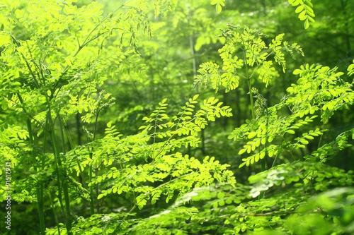 Moringa in the Sun