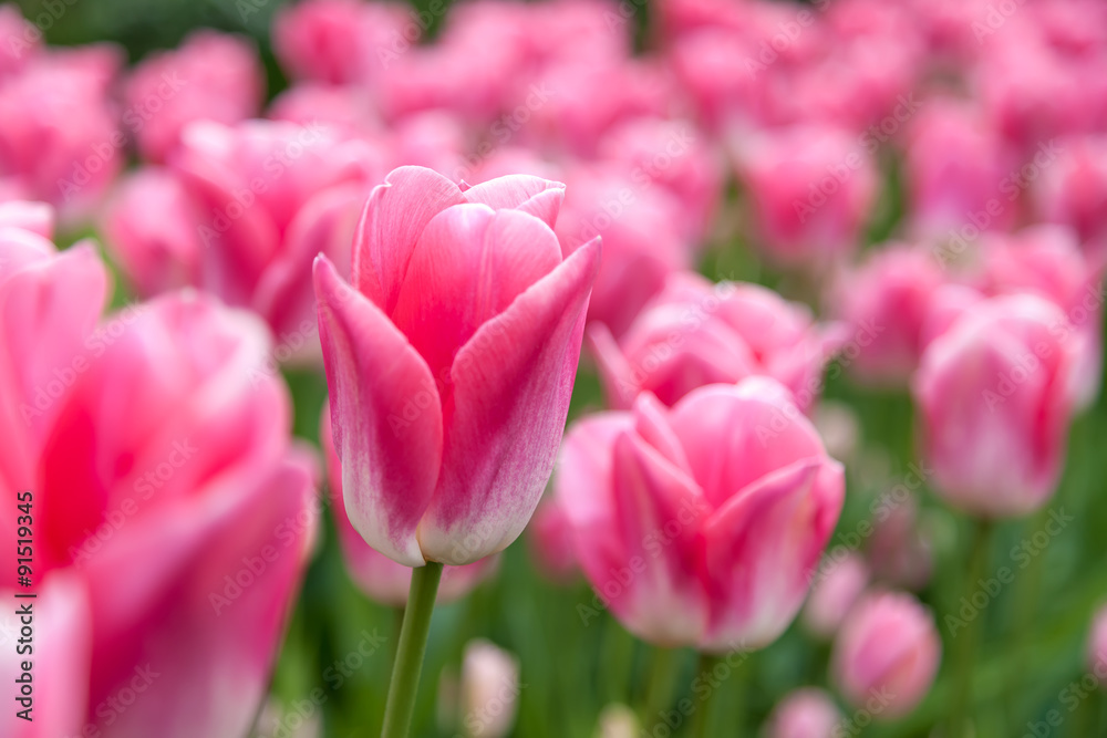 Pink Tulip Flower