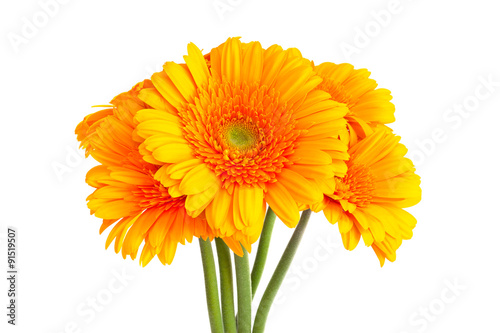 Yellow orange Gerbera daisies bouquet isolated against white