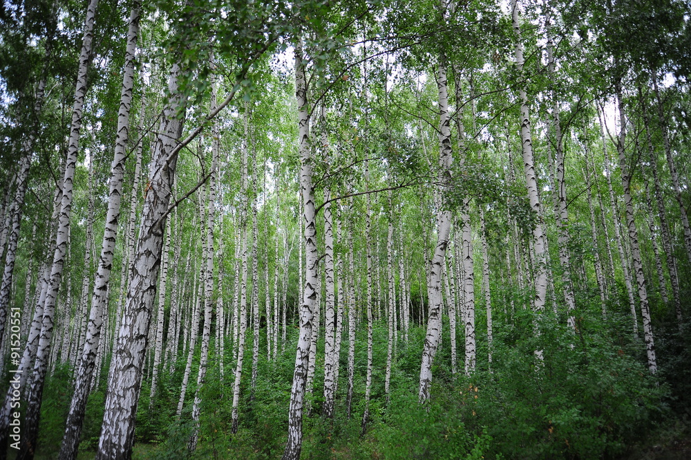 Fototapeta premium Березовая роща