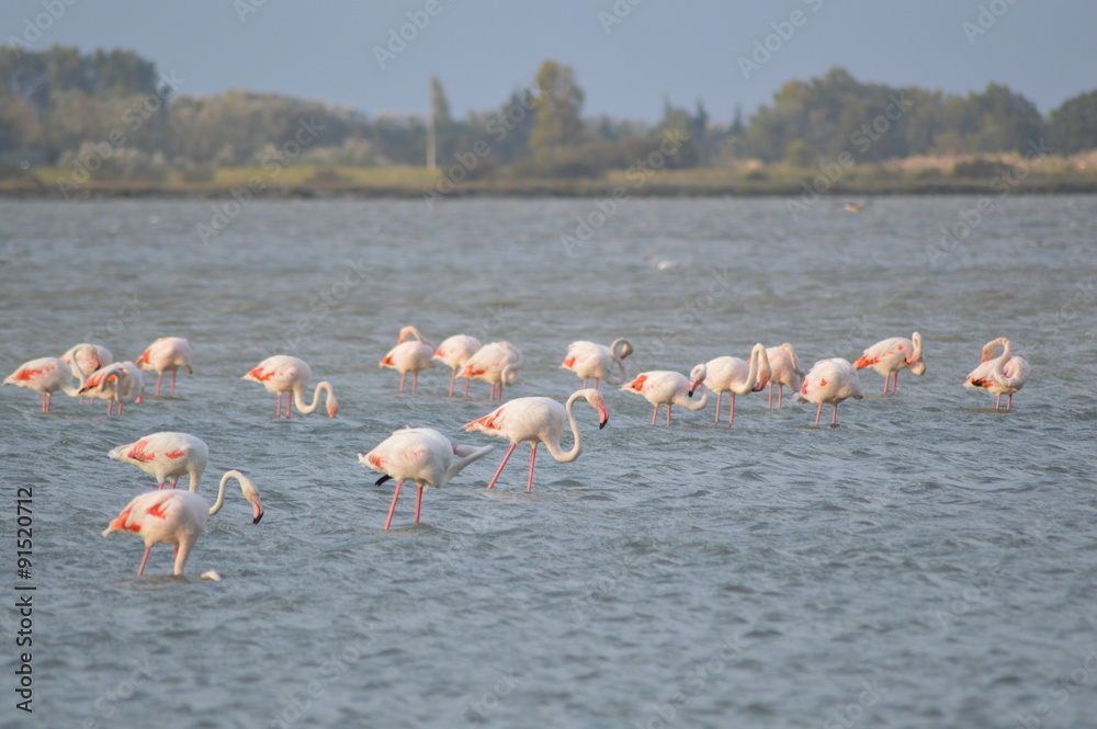 Naklejka premium Flamants roses