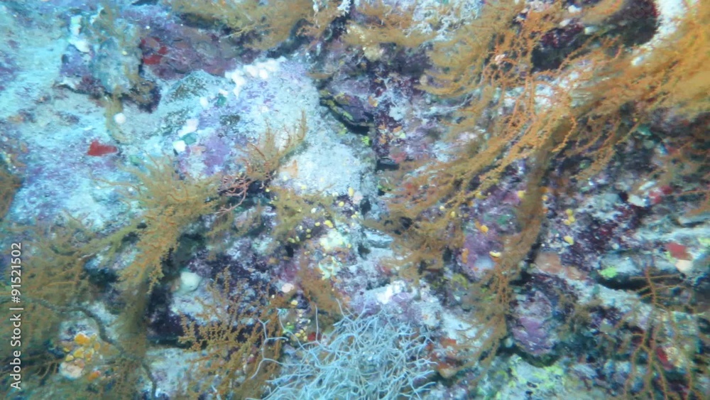Fächerkorallen in einer Grotte