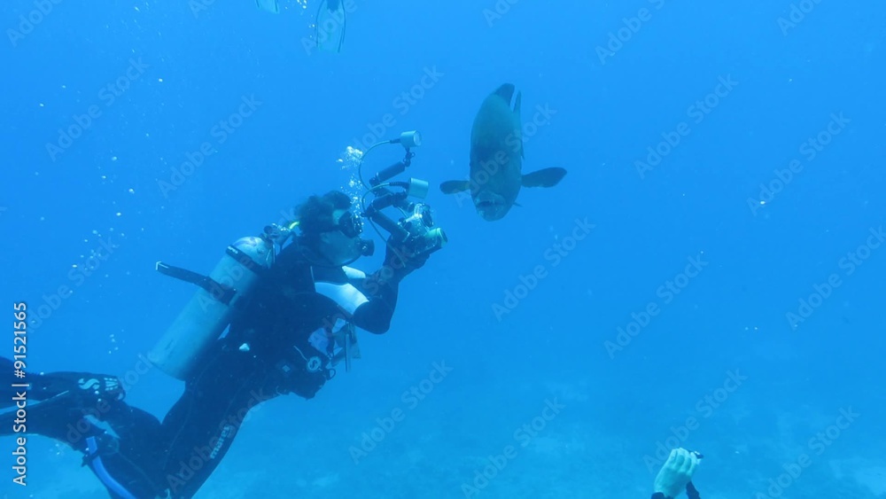 custom made wallpaper toronto digitalTaucher filmen und fotografieren einen Napoleonfisch