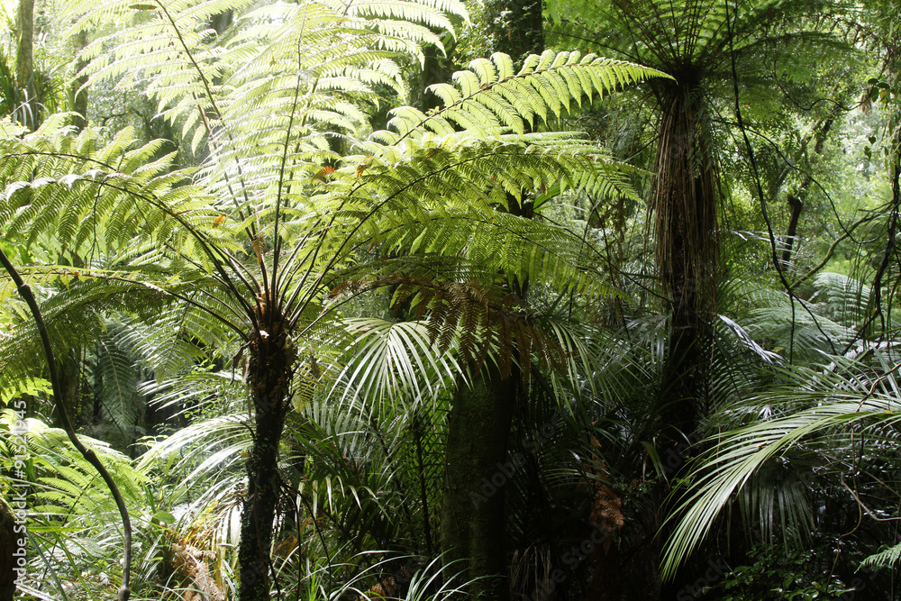 Fern trees in tropical jungle forest Fern trees in tropical jungle forest
