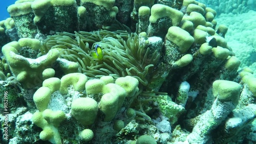 Rotmeer-Anemonenfisch (amphiprion bicinctus) photo