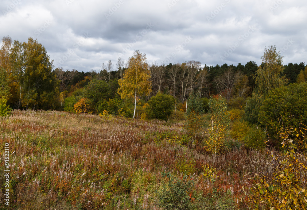 trees fall landscape trees fall landscape
