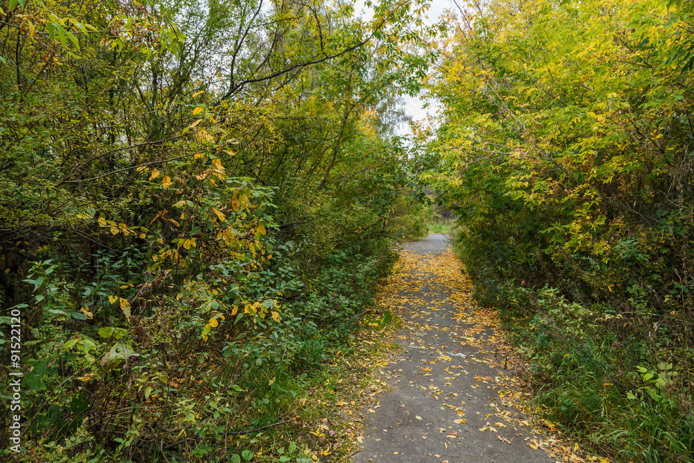 paved path through the trees autumn