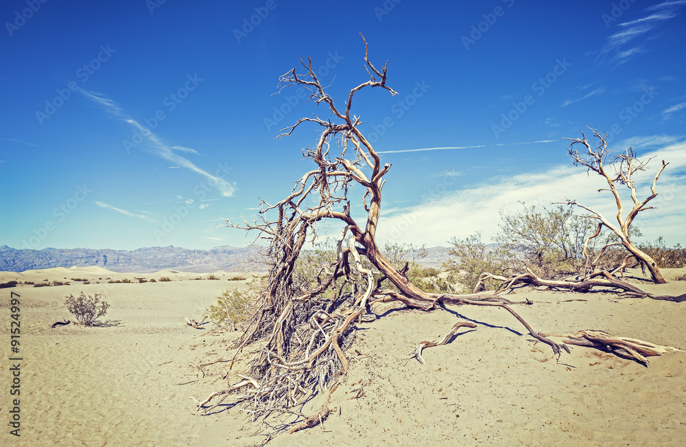 Dry trees on sand dunes, Death Valley desert, USA. Dry trees on sand dunes, Death Valley desert, USA.