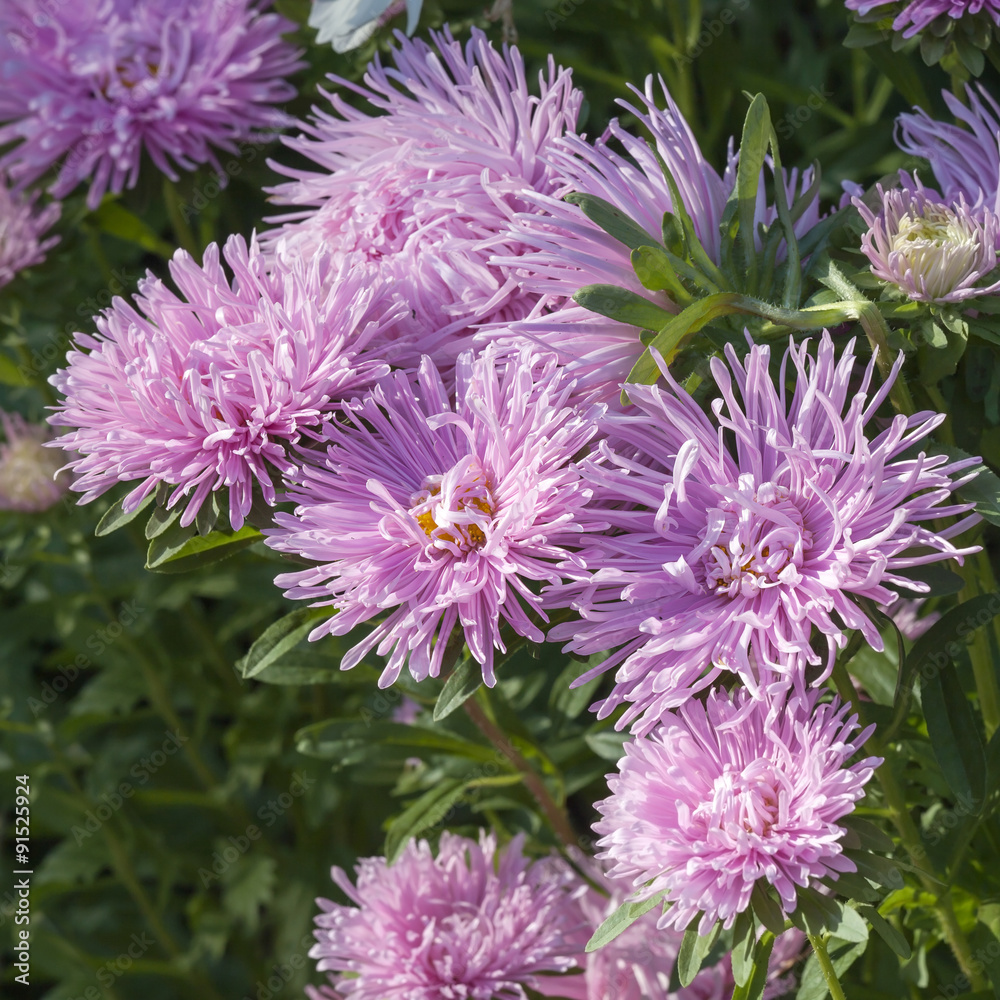 Close up of Pink Aster flower. Selective focus Close up of Pink Aster flower. Selective focus