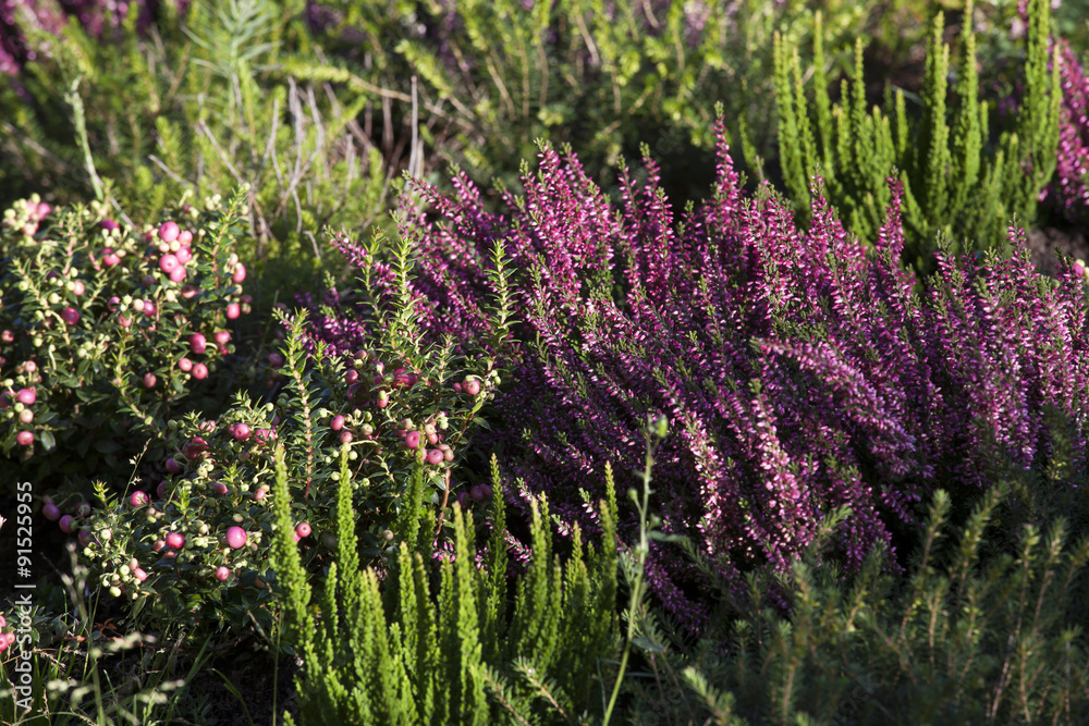 Obraz premium Beautiful heather in the forest close-up. Selective focus