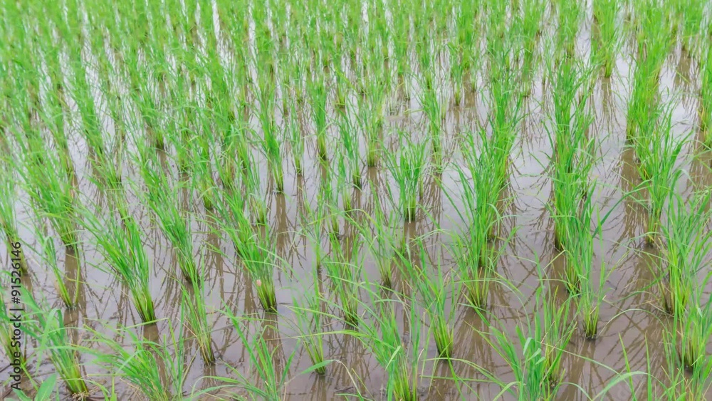 View of Young rice sprout ready to growing in the rice field View of Young rice sprout ready to growing in the rice field