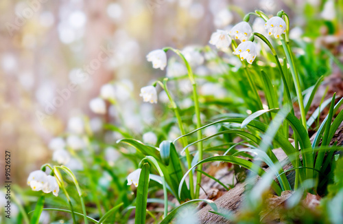 Leucojum aestivum's flowers blooming in sunny day. Shallow depth of field 
